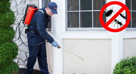 Poligon Böcek İlaçlama böcek ilaçlama ve haşere kontrolü — ilaclama-tr.com